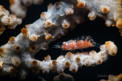 Gorgonian shrimp by Julian Hsu 